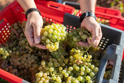 La uva Verdoncho: una variedad autóctona única y casi olvidada