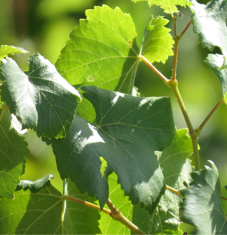 <p>En Del Álamo Family Vineyards creemos que hacer vino es mucho más que cultivar uvas: es cuidar de la tierra, de las personas y del futuro. Nuestra <strong>responsabilidad social</strong> nace del respeto por el entorno y de nuestro compromiso con una viticultura sostenible, ética y consciente. </p>