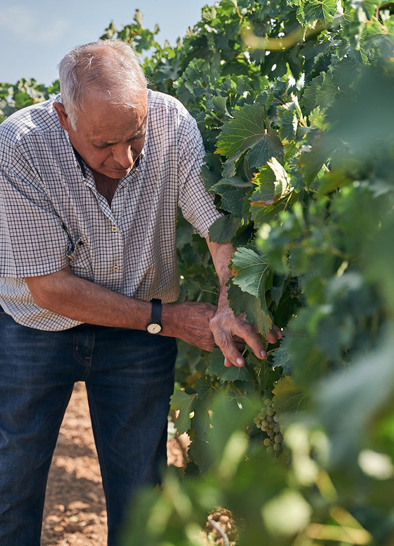 <p>Sin embargo, el verdadero origen de este proyecto nace en <strong>1933</strong>, cuando nuestro abuelo,<strong> José del Álamo de la Llave</strong>, agricultor por vocación, planta sus primeros viñedos en su tierra natal. A día de hoy, aún conservamos algunas de esas <strong>cepas originales</strong>, símbolo vivo de nuestro <strong>legado</strong>. </p>