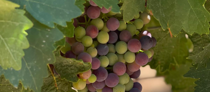 ¿Qué es el envero? La magia del color en el viñedo