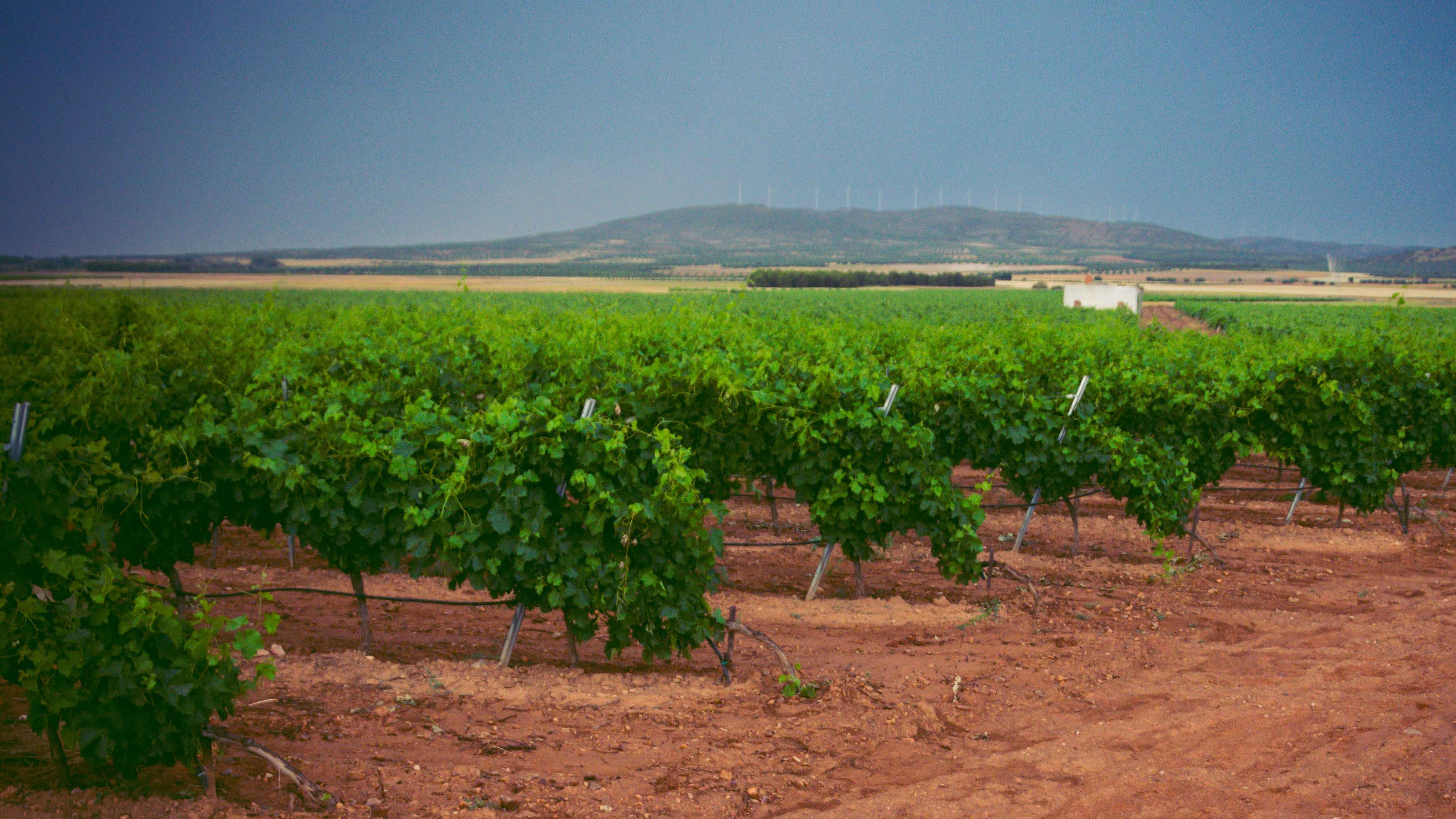 Viñedo