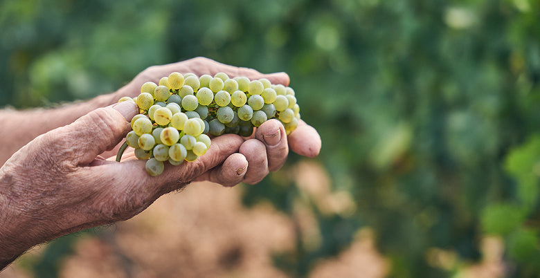 Descripción de la imagen