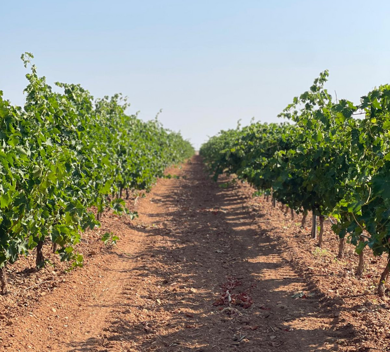 At Del Álamo Family Vineyards, we believe in a solid and sustainable growth model that guarantees the long-term viability of our winery. Our financial responsibility is based on efficient and transparent management, which allows us to reinvest in the vineyard, the winery, and our people, thus ensuring the continuity of the family project and generating value for our customers, collaborators, and the community.